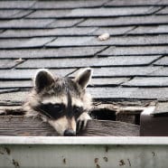 5 noticeable signs you need new gutters 5 noticeable signs you need new gutters